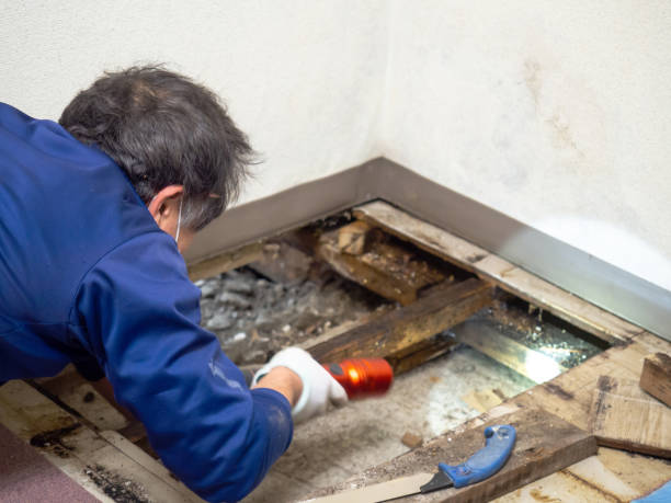 Best Commercial Mold Remediation in Beloit, WI