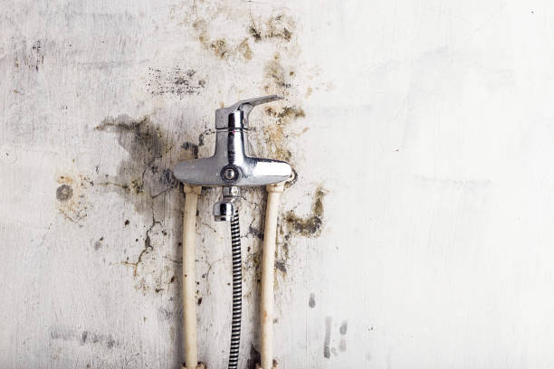 Best Mold Remediation for Specific Building Types in Beloit, WI