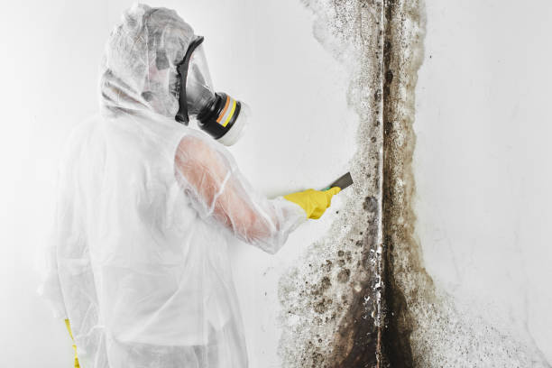 Best Mold Testing and Inspection Services in Beloit, WI