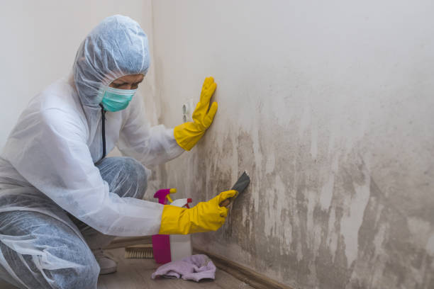 Best Attic Mold Remediation in Beloit, WI