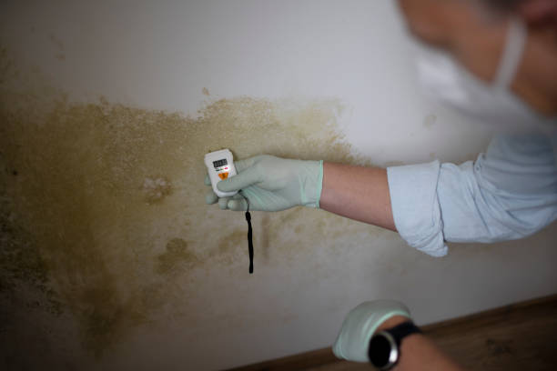 Best Residential Mold Remediation in Beloit, WI