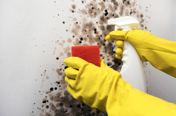 Best Residential Mold Remediation in Beloit, WI